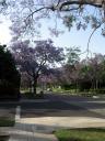 jacarandas on Elevado