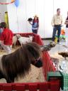 petting zoo at Sophieâ€™s birthday