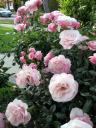 summer roses on McCarty