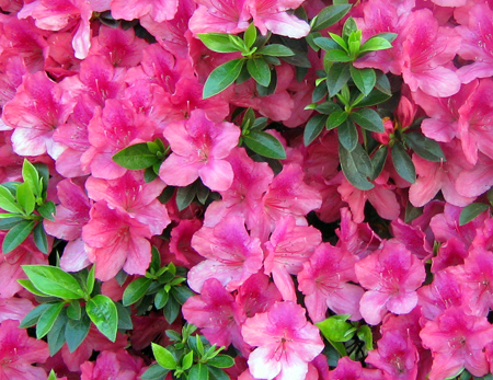 glorious azalea pom pom