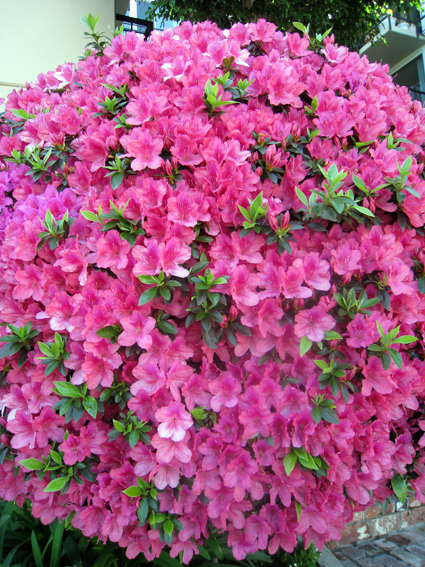 Fabulous six foot wide diameter azalea pom pom!