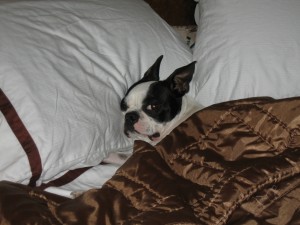 Louis' sleep issues were easily resolved by raising the thread count of his sheets